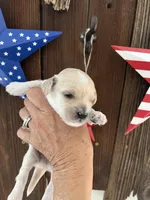 Vanilla Bean, a male Miniature Goldendoodle for sale in Goldsboro, NC – 9 of 9