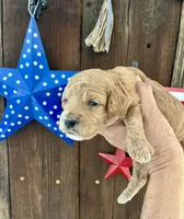 Strawberry Shortcake , a female Miniature Goldendoodle for sale in Goldsboro, NC – 3 of 7