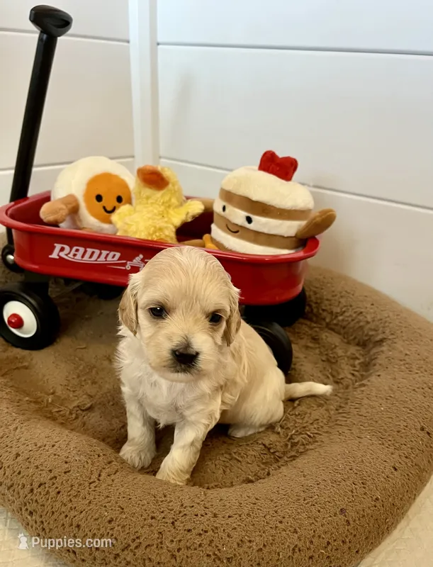 Vanilla Bean – Miniature Goldendoodle puppy for sale in Goldsboro, NC