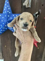 Strawberry Shortcake , a female Miniature Goldendoodle for sale in Goldsboro, NC – 5 of 7