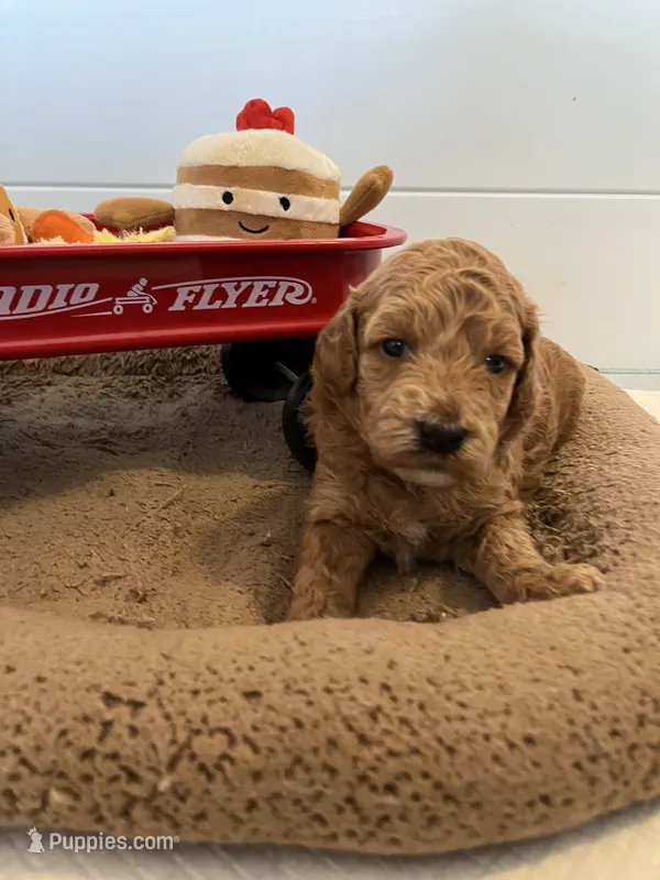 Strawberry Shortcake  – Miniature Goldendoodle puppy for sale in Goldsboro, NC