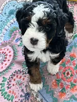 Sprout , a female Miniature Bernedoodle for sale in Goldsboro, NC – 9 of 10