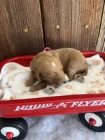 Gravy, a female Miniature Goldendoodle for sale in Goldsboro, NC – Photo 6 of 10