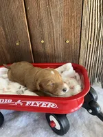 Gravy, a female Miniature Goldendoodle for sale in Goldsboro, NC – Photo 1 of 10