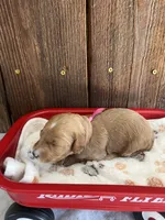 Gravy, a female Miniature Goldendoodle for sale in Goldsboro, NC – Photo 7 of 10