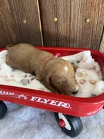 Gravy, a female Miniature Goldendoodle for sale in Goldsboro, NC – Photo 10 of 10