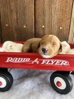 Gravy, a female Miniature Goldendoodle for sale in Goldsboro, NC – Photo 4 of 10