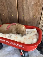 Gravy, a female Miniature Goldendoodle for sale in Goldsboro, NC – Photo 8 of 10