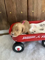 Gravy, a female Miniature Goldendoodle for sale in Goldsboro, NC – Photo 9 of 10