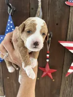 Salted Caramel , a female Miniature Goldendoodle for sale in Goldsboro, NC – 6 of 10