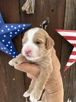 Cookie Dough , a female Miniature Goldendoodle for sale in Goldsboro, NC – 4 of 9