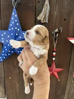 Salted Caramel , a female Miniature Goldendoodle for sale in Goldsboro, NC – 2 of 10