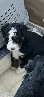 Sprout , a female Miniature Bernedoodle for sale in Goldsboro, NC – 10 of 10