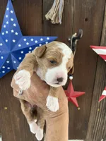 Salted Caramel , a female Miniature Goldendoodle for sale in Goldsboro, NC – 3 of 10