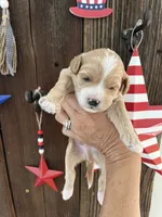 Moose tracks, a male Miniature Goldendoodle for sale in Goldsboro, NC – 6 of 6