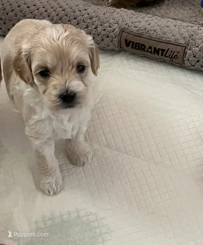Vanilla Bean – Miniature Goldendoodle puppy for sale in Goldsboro, NC
