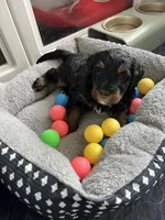 Sweet Pea, a female Miniature Bernedoodle for sale in Goldsboro, NC – 7 of 9