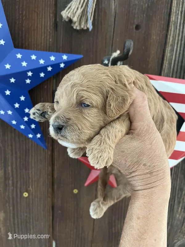 Strawberry Shortcake  – Miniature Goldendoodle puppy for sale in Goldsboro, NC