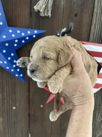 Strawberry Shortcake , a female Miniature Goldendoodle for sale in Goldsboro, NC – 1 of 7