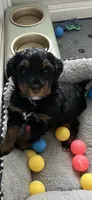 Sweet Pea, a female Miniature Bernedoodle for sale in Goldsboro, NC – 8 of 9