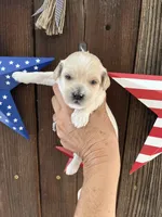Vanilla Bean, a male Miniature Goldendoodle for sale in Goldsboro, NC – 4 of 9