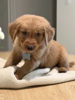 Grey , a male Golden Retriever for sale in Cape Coral, FL – 1 of 1