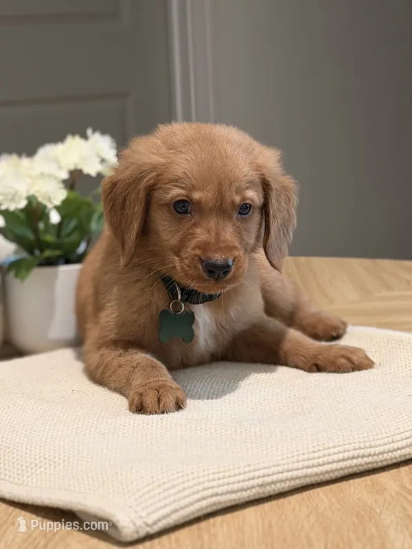 Green  – Golden Retriever puppy for sale in Cape Coral, FL