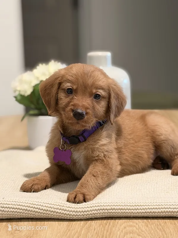 Purple – Golden Retriever puppy for sale in Cape Coral, FL