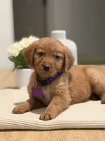 Purple, a female Golden Retriever for sale in Cape Coral, FL – 1 of 1