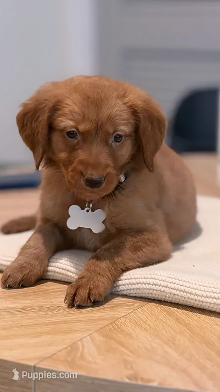 Beige  – Golden Retriever puppy for sale in Cape Coral, FL