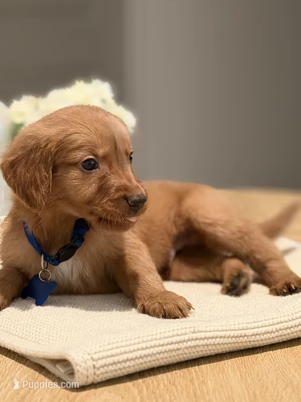 Blue – Golden Retriever puppy for sale in Cape Coral, FL