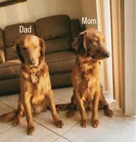 Orange , a male Golden Retriever for sale in Cape Coral, FL – 2 of 2