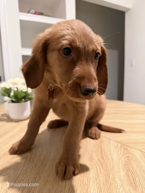 Yellow – Golden Retriever puppy for sale in Cape Coral, FL