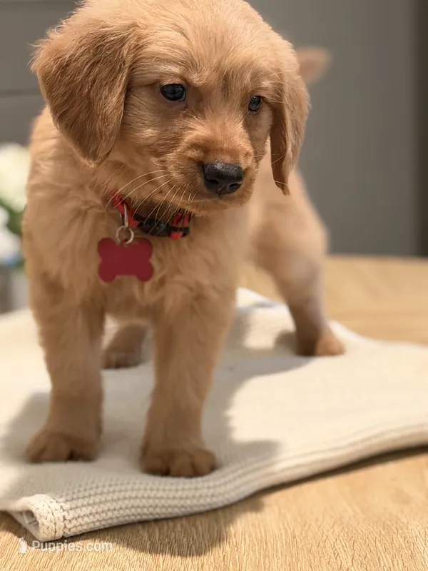 Red – Golden Retriever puppy for sale in Cape Coral, FL