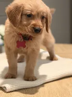 Red, a male Golden Retriever for sale in Cape Coral, FL – 1 of 1