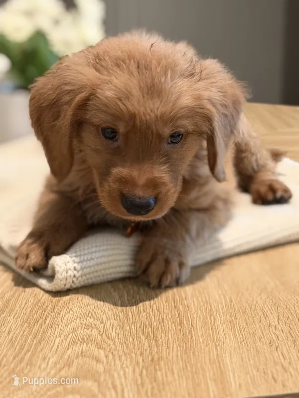Orange  – Golden Retriever puppy for sale in Cape Coral, FL