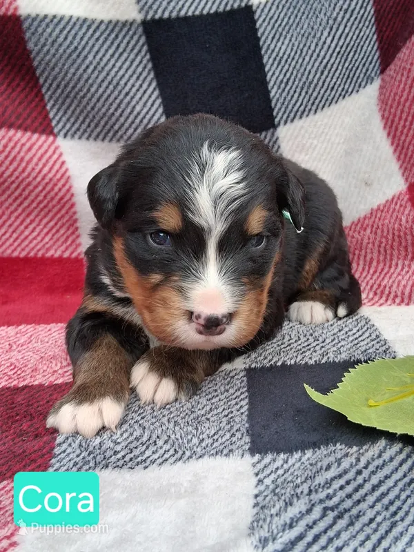 AKC Cora – Bernese Mountain Dog puppy for sale in Stanley, WI