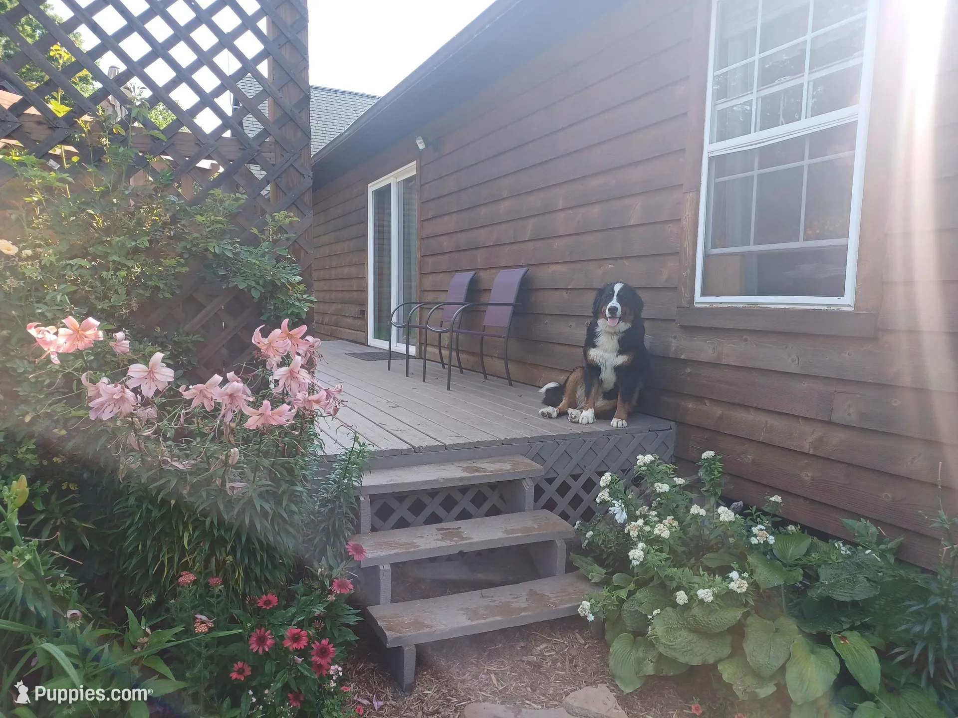 AKC Penelopy, a female Bernese Mountain Dog for sale in Stanley, WI – 6 of 6