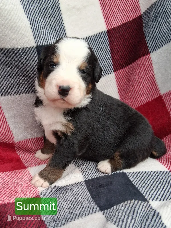 AKC Summit – Bernese Mountain Dog puppy for sale in Stanley, WI