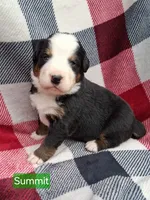 AKC Summit, a male Bernese Mountain Dog for sale in Stanley, WI – 1 of 9