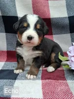 AKC Echo, a female Bernese Mountain Dog for sale in Stanley, WI – 1 of 8