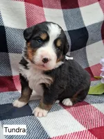 AKC Tundra, a female Bernese Mountain Dog for sale in Stanley, WI – 1 of 7