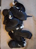AKC Tundra, a female Bernese Mountain Dog for sale in Stanley, WI – 4 of 7