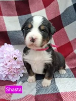 AKC Shasta, a female Bernese Mountain Dog for sale in Stanley, WI – 2 of 8