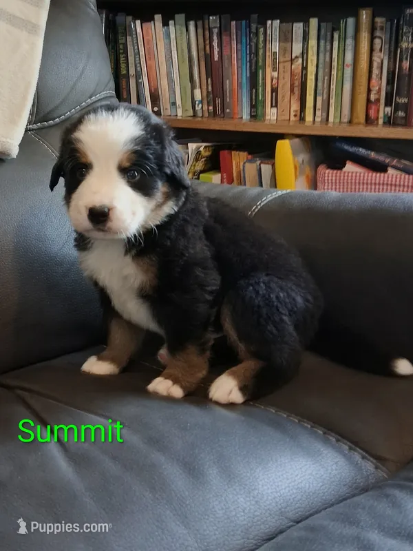 AKC Summit – Bernese Mountain Dog puppy for sale in Stanley, WI