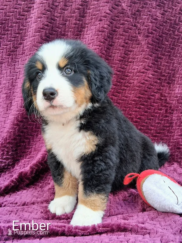 AKC Ember – Bernese Mountain Dog puppy for sale in Stanley, WI