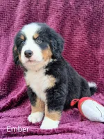 AKC Ember, a female Bernese Mountain Dog for sale in Stanley, WI – 1 of 10
