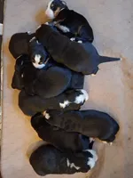 AKC Penelopy, a female Bernese Mountain Dog for sale in Stanley, WI – 3 of 6