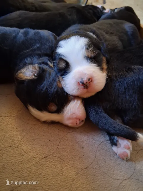AKC Penelopy – Bernese Mountain Dog puppy for sale in Stanley, WI