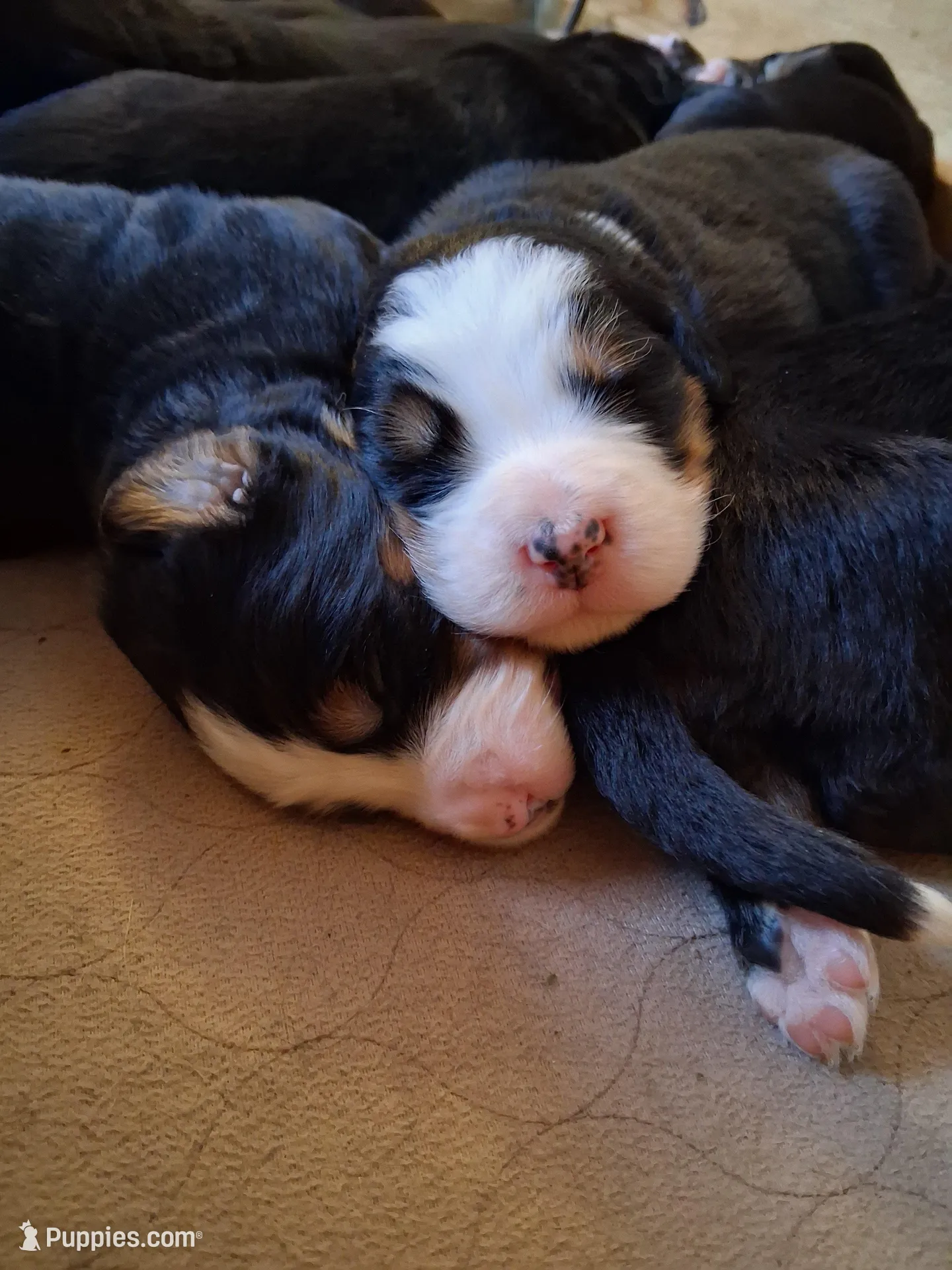 AKC Penelopy, a female Bernese Mountain Dog for sale in Stanley, WI – 1 of 6
